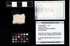 Foto (Objekt + Etikett) von Goniodromites sp.  (NHMW-GEO-2014-0194-0272)